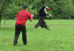 Hunde-Frisbee