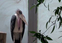Marabu-Männchen neu im Frankfurter Zoo