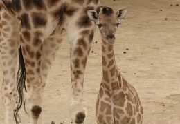 Großes Baby im Opel-Zoo