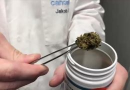 Diskussionen über die geplante Legalisierung von Cannabis