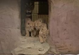 Löwen-Nachwuchs im Zoo Neuwied