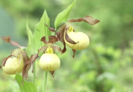 Mission Frauenschuh: Seltene Orchideen werden an geheimen Orten angepflanzt