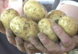 Ernte der Frühkartoffeln in der Pfalz beginnt