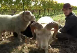 Mini-Schafe pflegen Wingert
