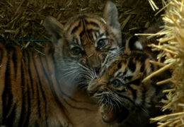 Zwei neue Tigerbabys im Frankfurter Zoo