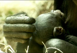 Bonobo-Baby im Frankfurter Zoo